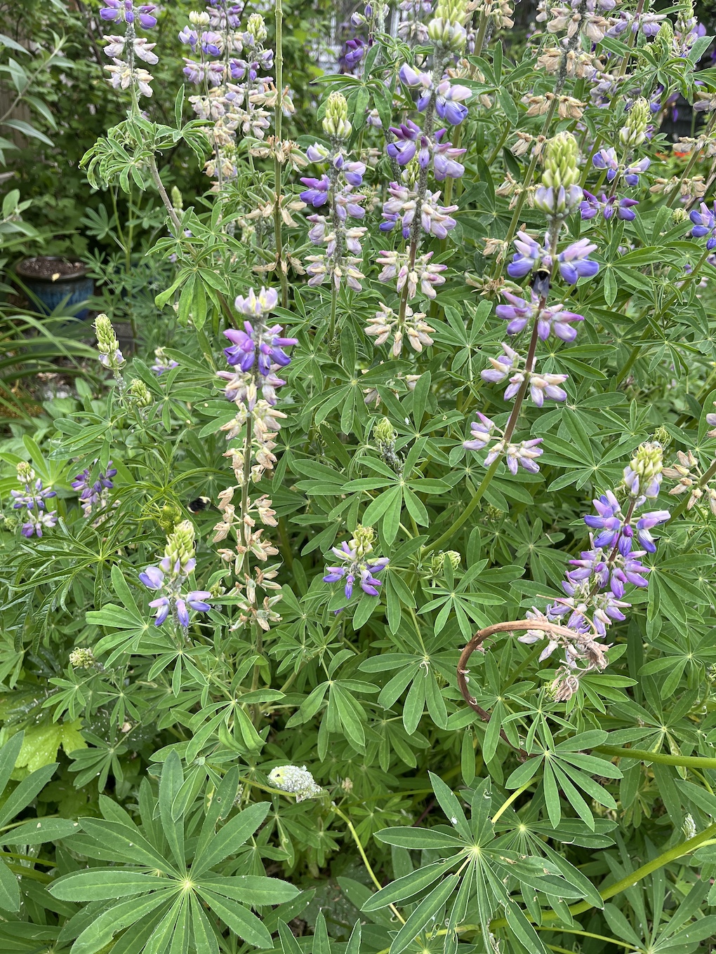 Bumblebees on Lupine flowers