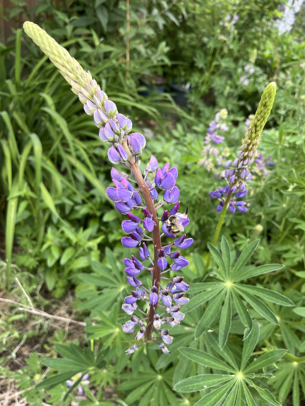 Closeup of a bumblebee on Lupine flowers