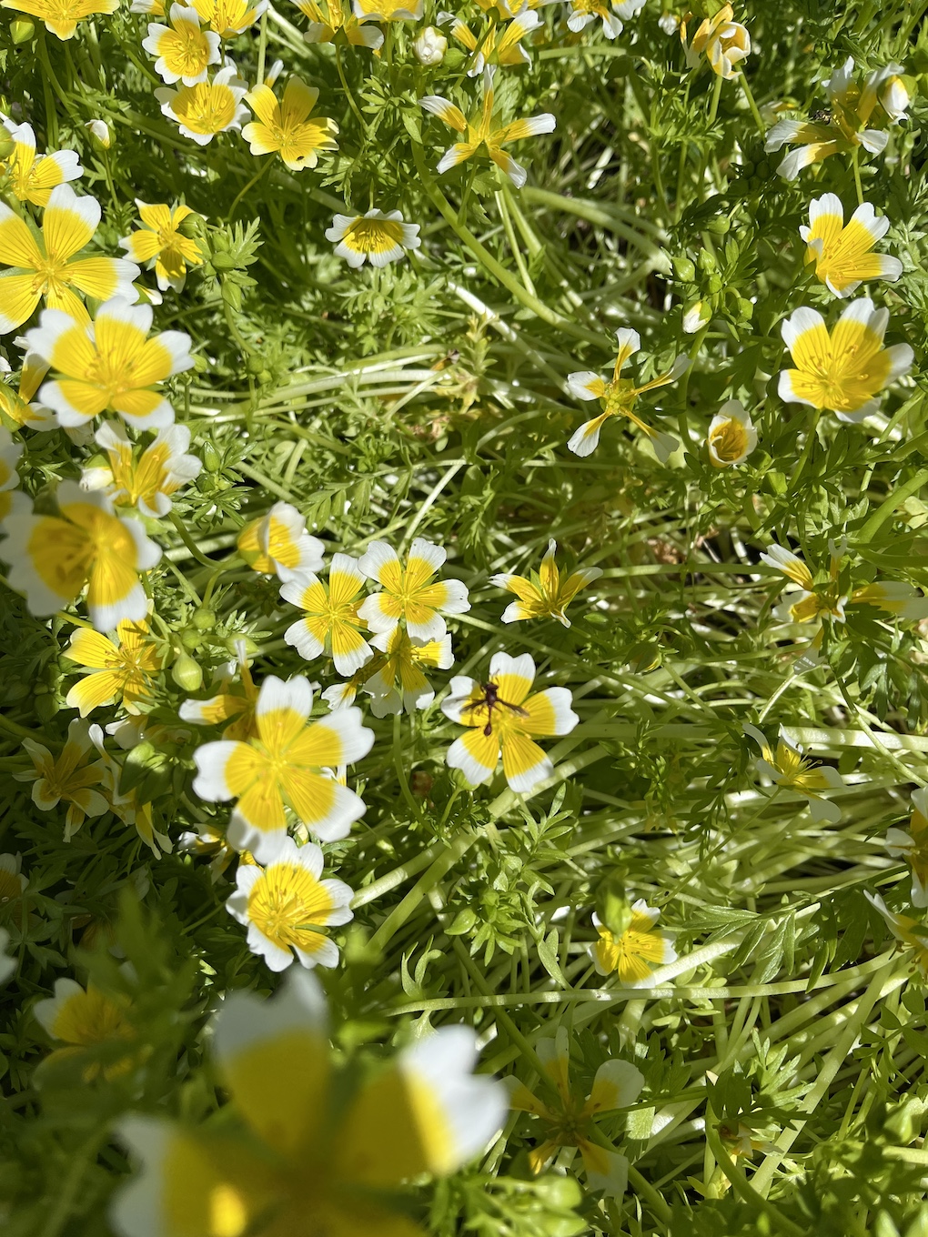 Douglas Meadowfoam